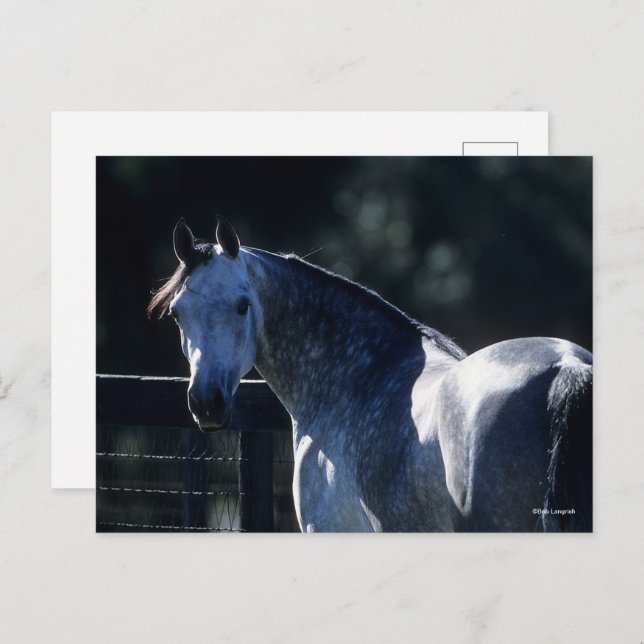 Bob Langrish | Dapple Grey Arab Headshot Backlit Postcard (Front/Back)