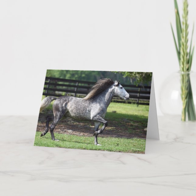 Bob Langrish | Dapple Grey Lusitano Stallion Card (Front)