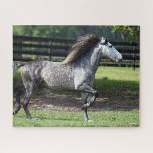Bob Langrish   Dapple Grey Lusitano Stallion Jigsaw Puzzle