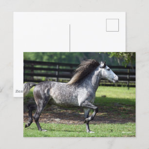 Bob Langrish Dapple Grey Lusitano Stallion Postcard