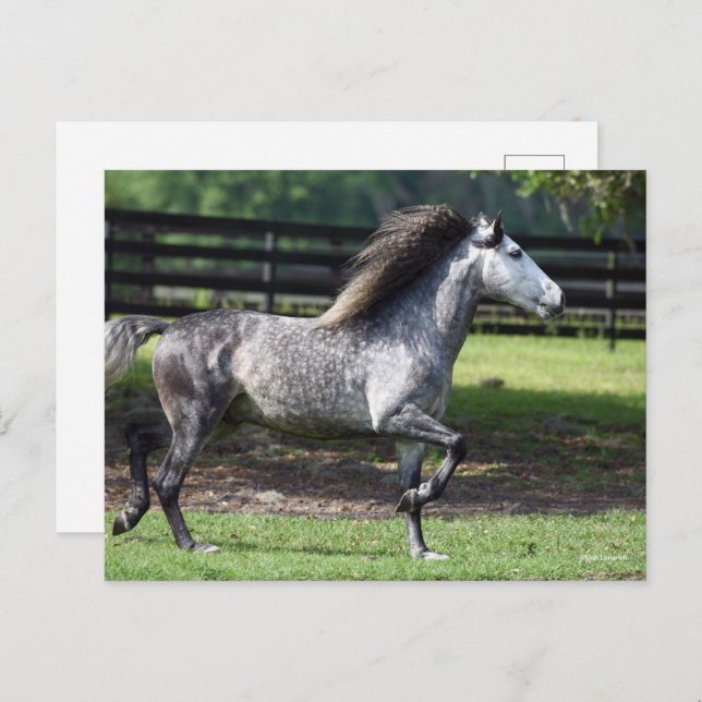 Bob Langrish | Dapple Grey Lusitano Stallion Postcard (Front/Back)