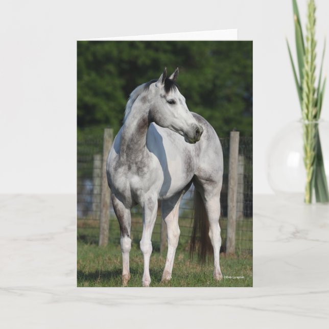 Bob Langrish | Dapple Grey Quarter Horse Standing Card (Front)