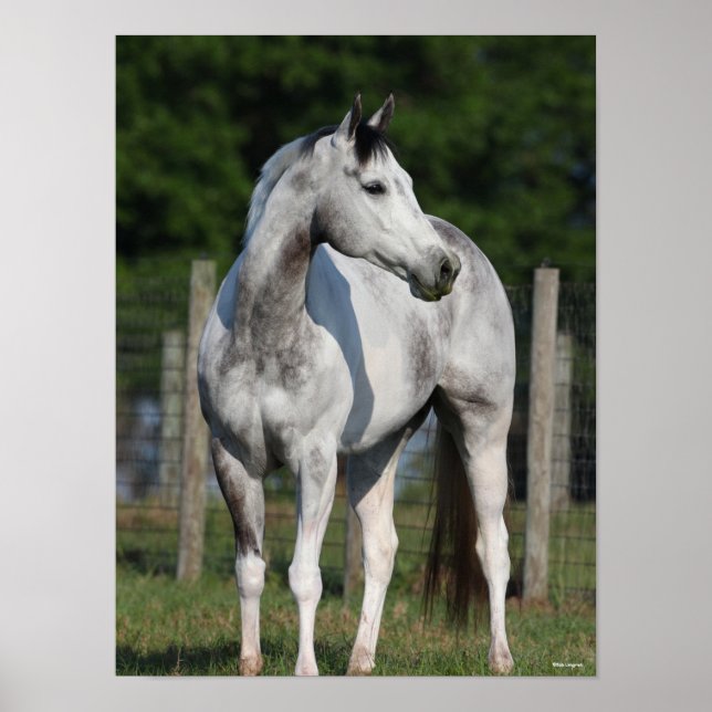 Bob Langrish | Dapple Grey Quarter Horse Standing Poster (Front)