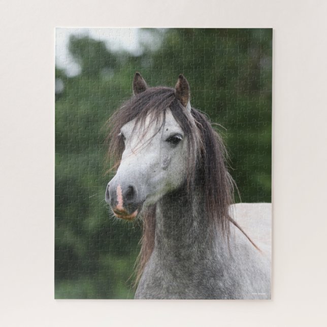 Bob Langrish | Dapple Grey Welsh Pony Headshot Jigsaw Puzzle (Vertical)