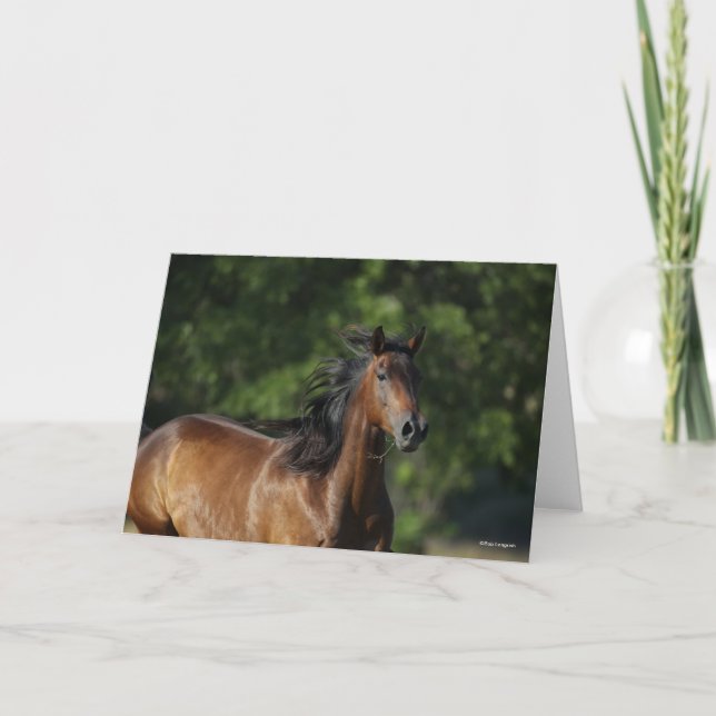 Bob Langrish | Dark Bay Quarter Horse Headshot Card (Front)