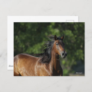Bob Langrish   Dark Bay Quarter Horse Headshot Postcard