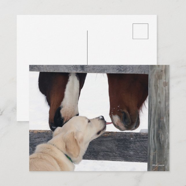 Bob Langrish | Dog Licking Horses Nose Postcard (Front/Back)