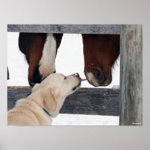 Bob Langrish Dog Licking Horses Nose Poster