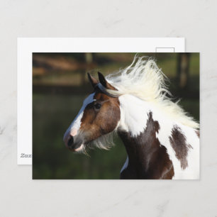 Bob Langrish   Drum Horse Headshot Postcard
