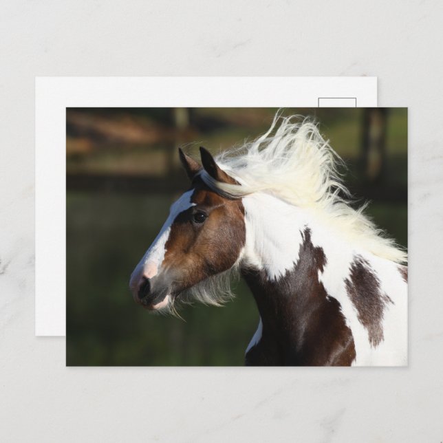 Bob Langrish | Drum Horse Headshot Postcard (Front/Back)