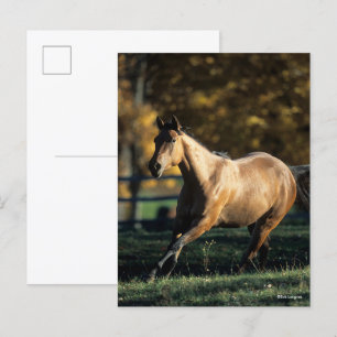Bob Langrish Dun Quarter Horse Running Postcard