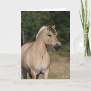 Bob Langrish   Fjord Horse Standing Headshot Card