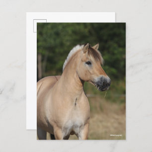 Bob Langrish   Fjord Horse Standing Headshot Postcard