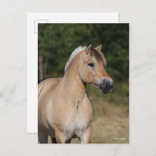 Bob Langrish | Fjord Horse Standing Headshot Postcard (Front/Back)