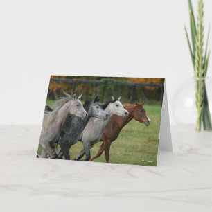 Bob Langrish   Four Arab Horses Racing Headshot Card