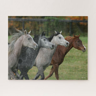 Bob Langrish   Four Arab Horses Racing Headshot Jigsaw Puzzle