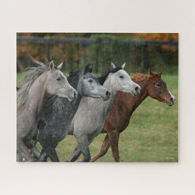 Bob Langrish | Four Arab Horses Racing Headshot Jigsaw Puzzle (Horizontal)
