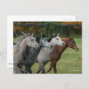 Bob Langrish   Four Arab Horses Racing Headshot Postcard