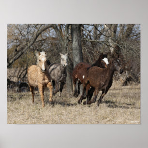 Bob Langrish   Four Bashkir Curly Horses Running Poster
