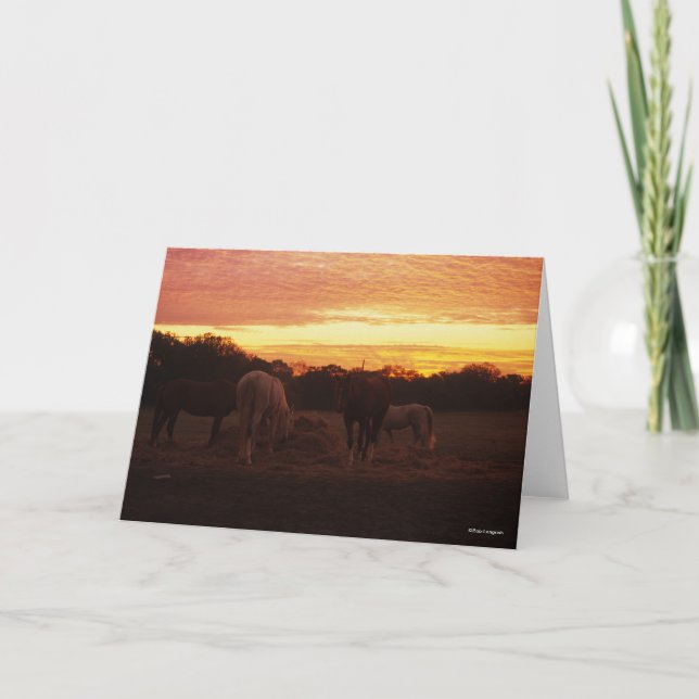 Bob Langrish | Four Horses Grazing at Sunset Card (Front)