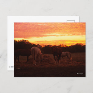 Bob Langrish   Four Horses Grazing at Sunset Postcard