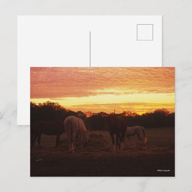Bob Langrish | Four Horses Grazing at Sunset Postcard (Front/Back)