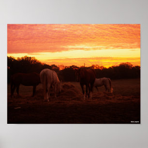 Bob Langrish   Four Horses Grazing at Sunset Poster