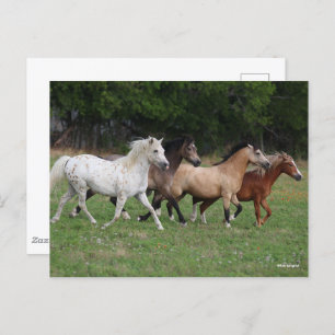 Bob Langrish Four Ponies Running Together Postcard