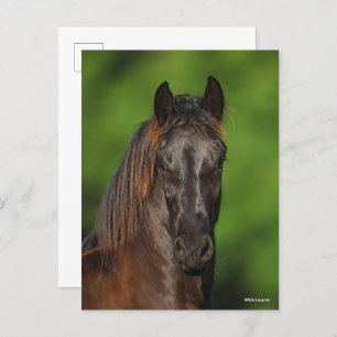 Bob Langrish   Friesian Horse Headshot Postcard