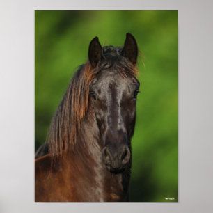 Bob Langrish Friesian Horse Headshot Poster