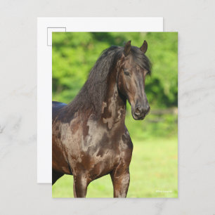 Bob Langrish   Friesian Horse Standing Headshot Postcard