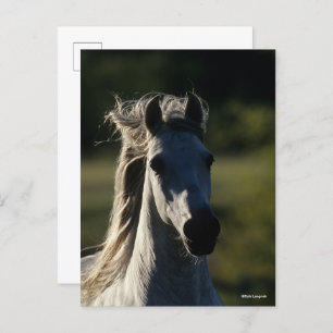 Bob Langrish   Grey Andalucian Headshot Backlit Postcard