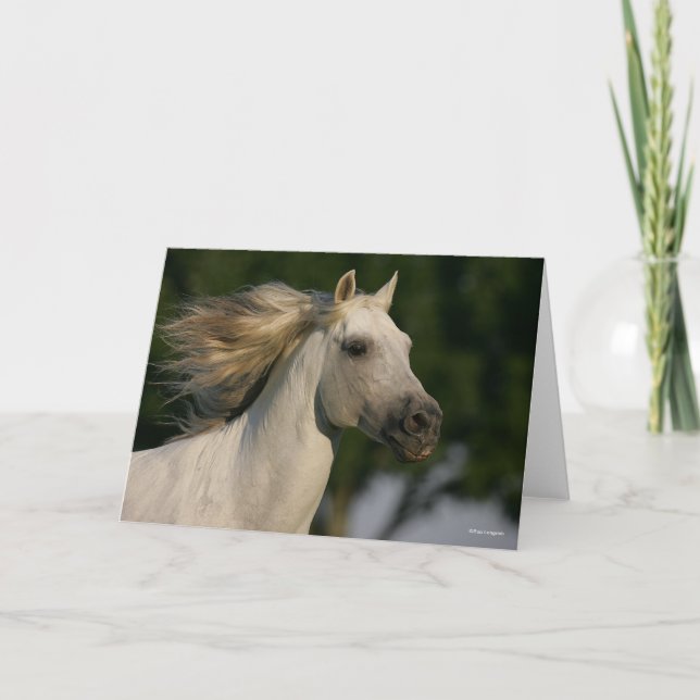 Bob Langrish Grey Andalucian Headshot Mane Flowing Card (Front)