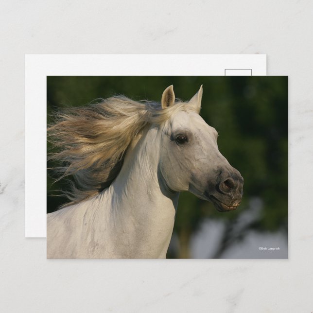 Bob Langrish Grey Andalucian Headshot Mane Flowing Postcard (Front/Back)