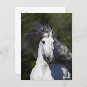 Bob Langrish Grey Andalucian headshot Mane Flowing Postcard