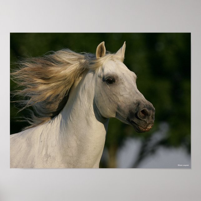 Bob Langrish Grey Andalucian Headshot Mane Flowing Poster (Front)