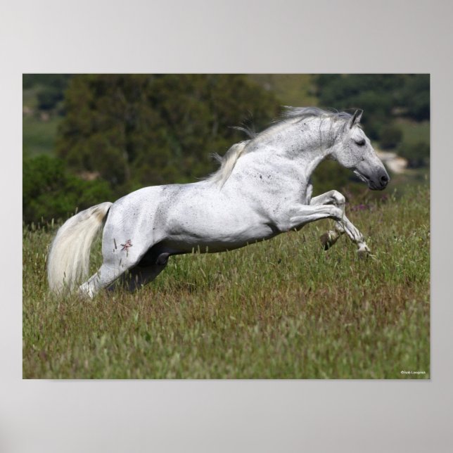 Bob Langrish Grey Andalucian Leaping Through Grass Poster (Front)