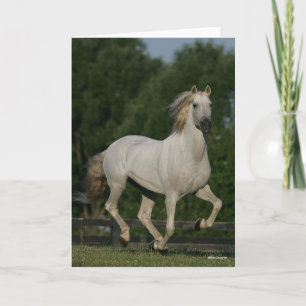 Bob Langrish   Grey Andalucian Running Card