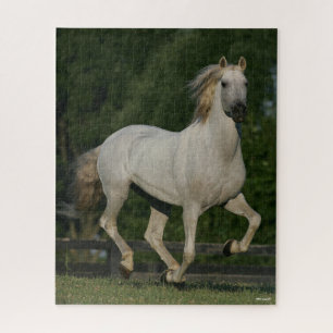 Bob Langrish   Grey Andalucian Running Jigsaw Puzzle