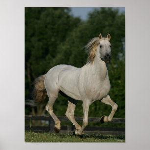 Bob Langrish Grey Andalucian Running Poster