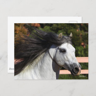 Bob Langrish   Grey Andalucian Stallion Headshot 3 Postcard