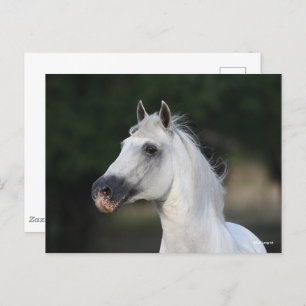 Bob Langrish   Grey Andalucian Stallion Headshot 6 Postcard