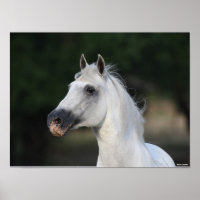 Bob Langrish | Grey Andalucian Stallion Headshot 6