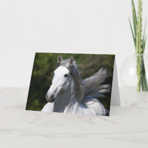 Bob Langrish   Grey Andalucian Stallion Headshot Card