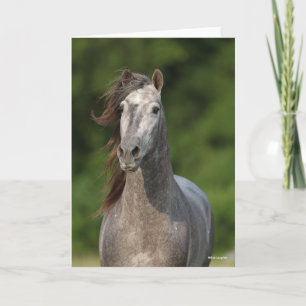 Bob Langrish   Grey Andalucian Stallion Headshot Card