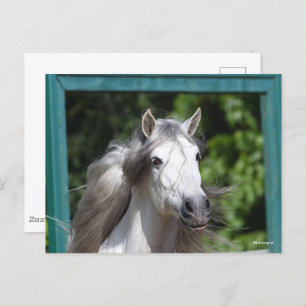 Bob Langrish   Grey Andalucian Stallion Headshot Postcard