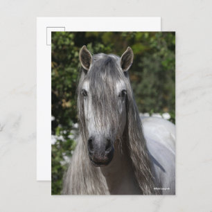 Bob Langrish   Grey Andalucian Stallion headshot Postcard