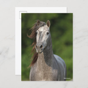 Bob Langrish   Grey Andalucian Stallion Headshot Postcard
