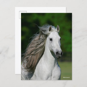 Bob Langrish   Grey Andalucian Stallion Headshot Postcard