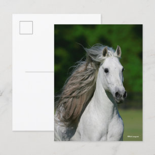 Bob Langrish Grey Andalucian Stallion headshot Postcard